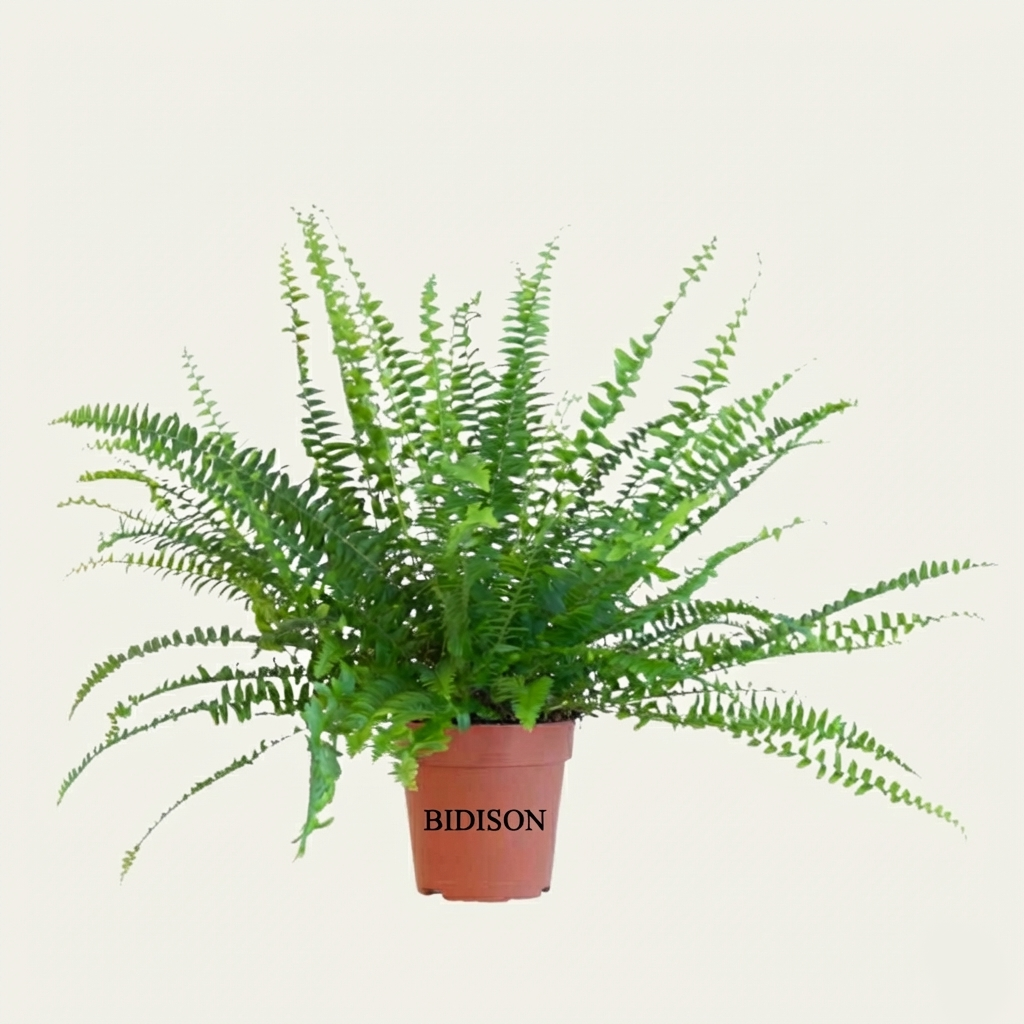 Schwertfarn 'Green Lady'