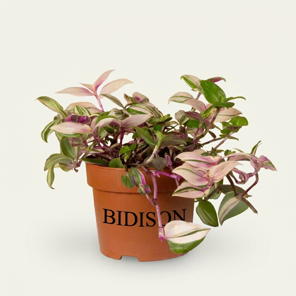 Dreimasterblume 'Pink Pampas'