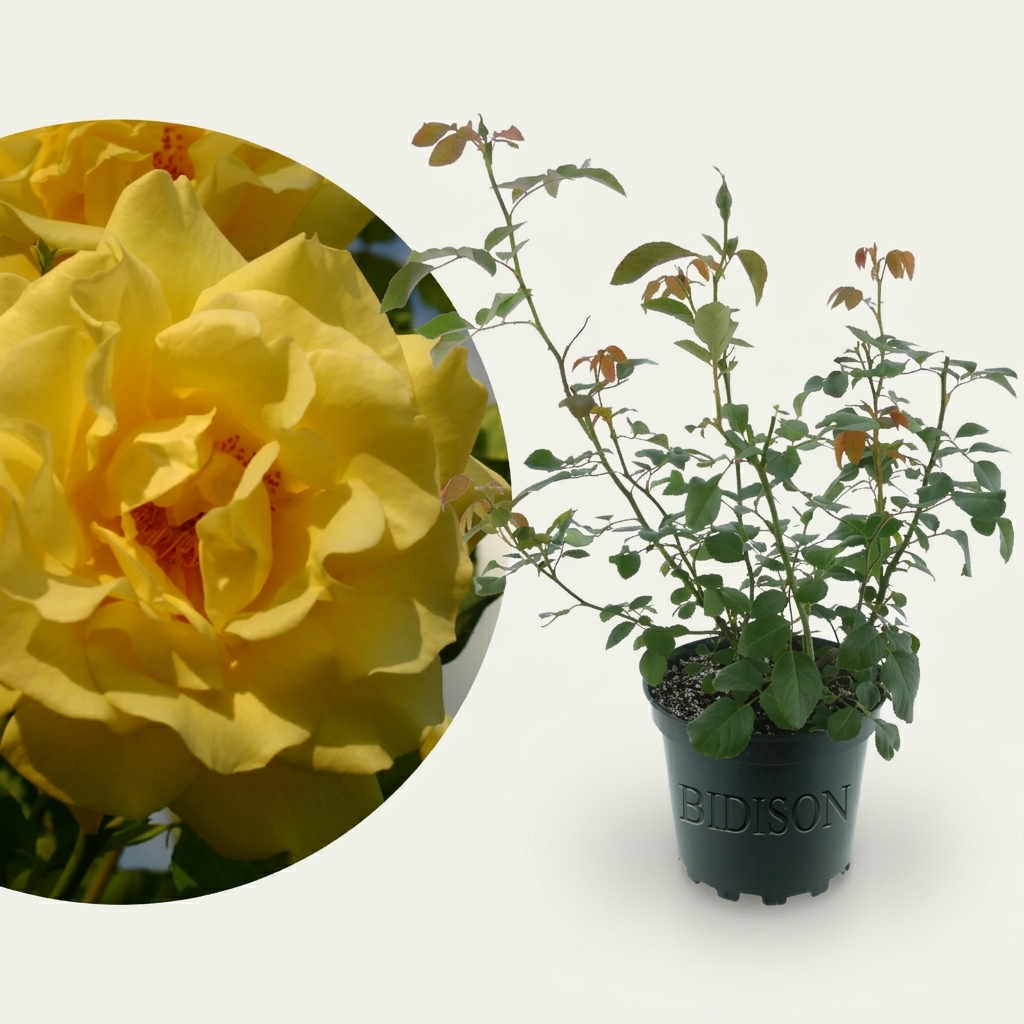 Kletterrose 'Golden Gate'® Goldgelb