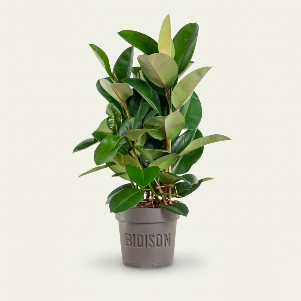 Gummibaum 'Robusta' XXL-Größe