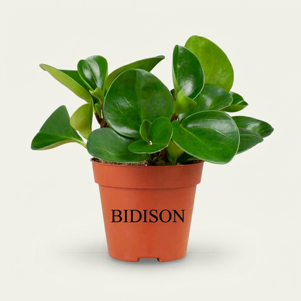 Pflegeleichte Zimmerpflanzen (4er Set)