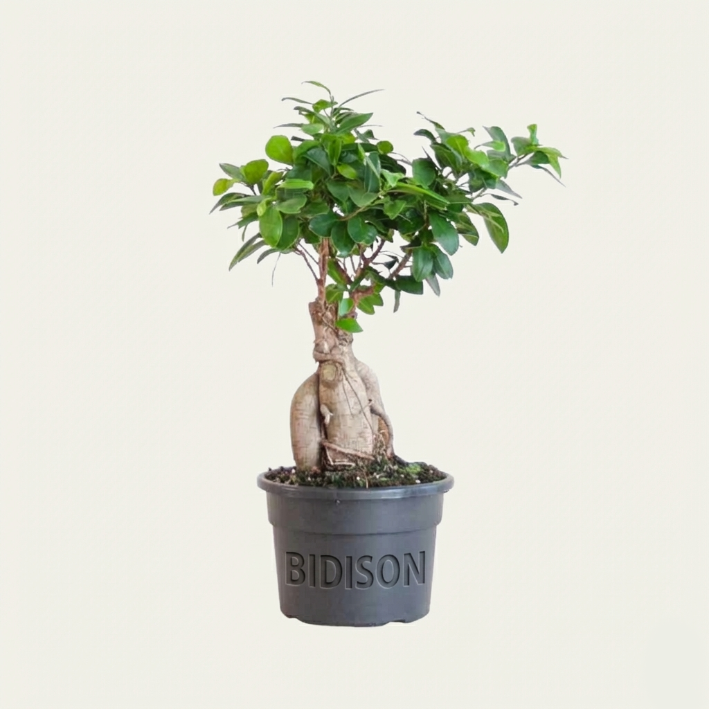 Ficus 'Ginseng' Bonsai