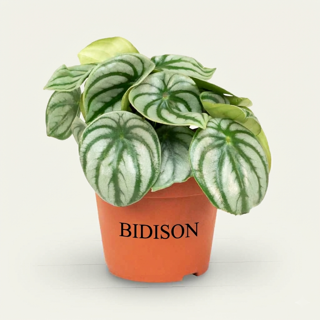 Peperomia argyreia 'Watermelon'