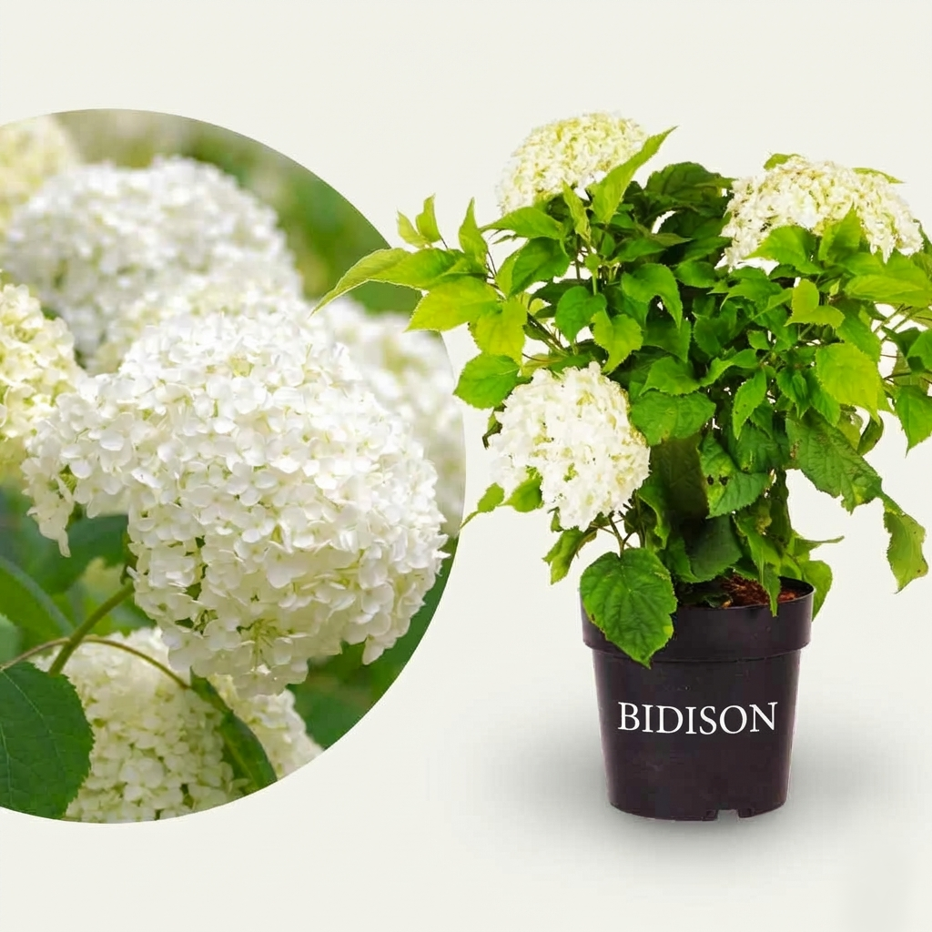 Ballhortensie 'Annabelle' Weiß