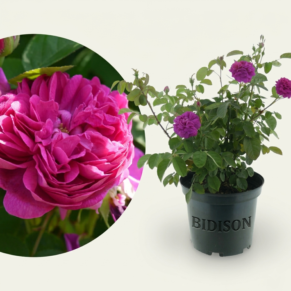 Strauchrose 'Rose de Resht' Purpur