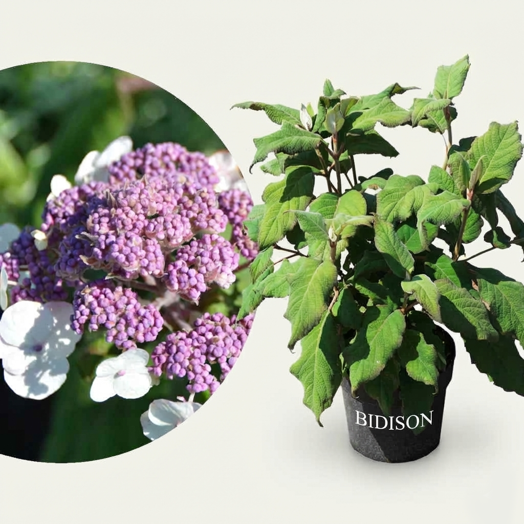Samt-Hortensie 'Macrophylla' Violett-Weiß