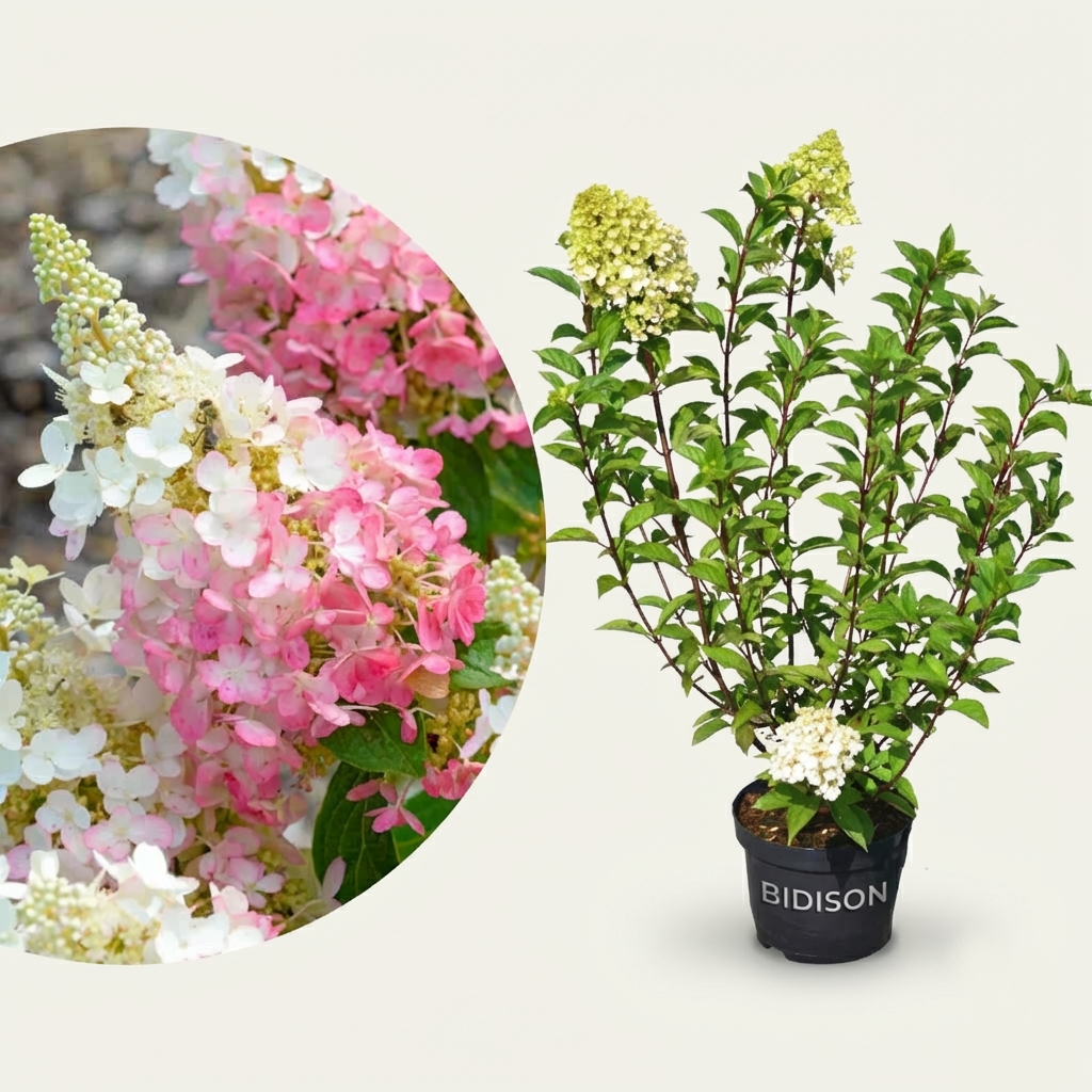 Rispenhortensie 'Pinky Winky'®