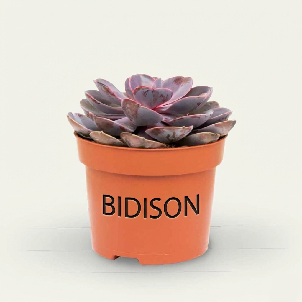 Echeveria 'Purple Pearl'