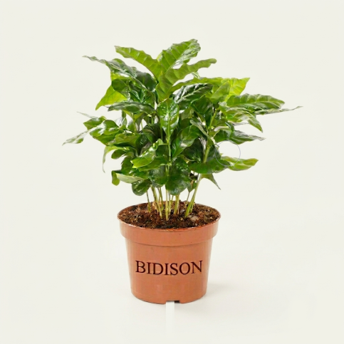 Pflegeleichte Zimmerpflanzen - Bidison