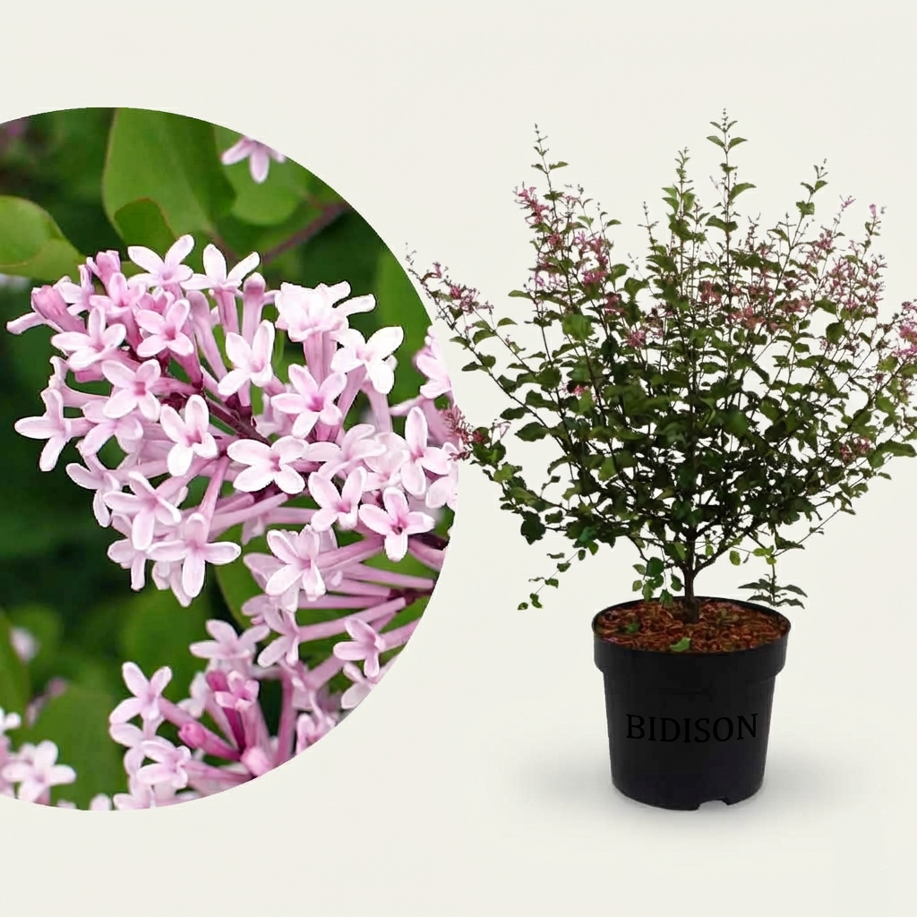 Zwerg-Duftflieder 'Palibin' Hell-lila