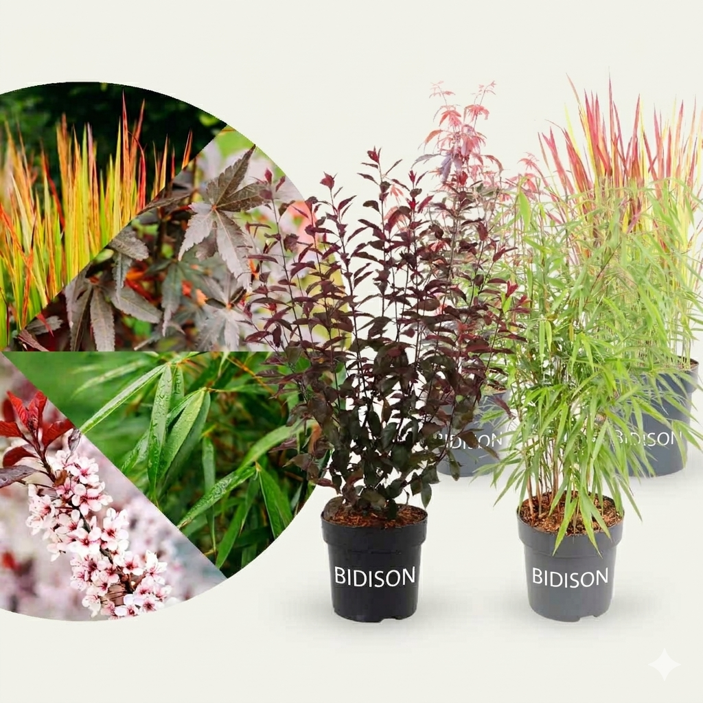 Asiagarten Dunkles Laub (4er Set)