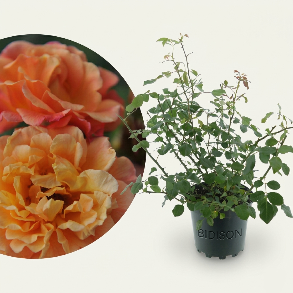 Kletterrose 'Aloha'® Apricot-Rosa
