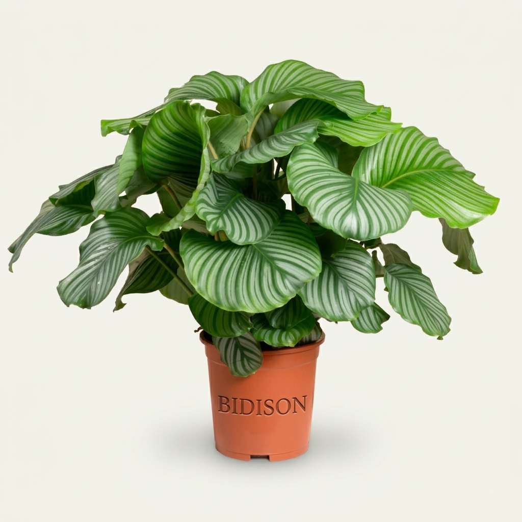 Calathea orbifolia XXL-Größe