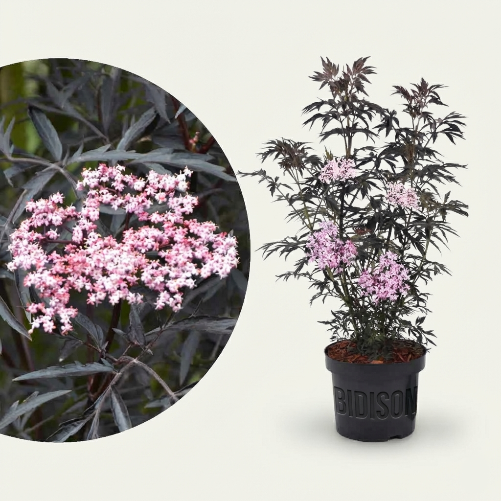 Schwarzer Holunder 'Black Lace'®