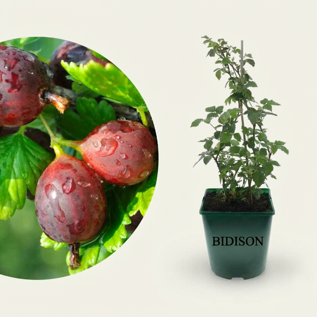 Bio-Stachelbeere 'Hinnonmäki rot'