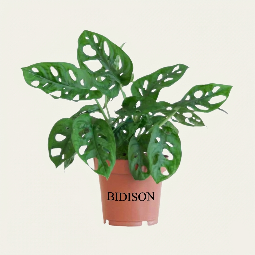 Monstera Monkey Leaf