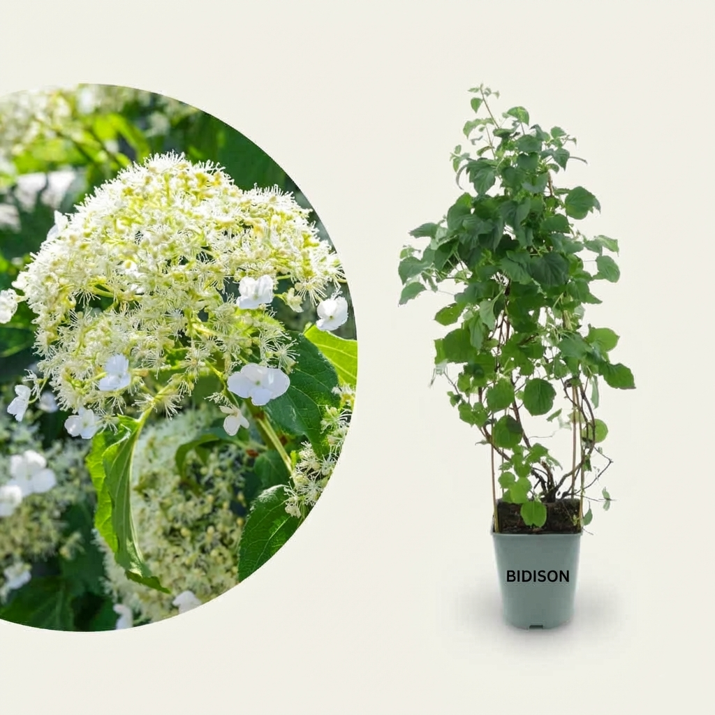 Kletterhortensie Weiß