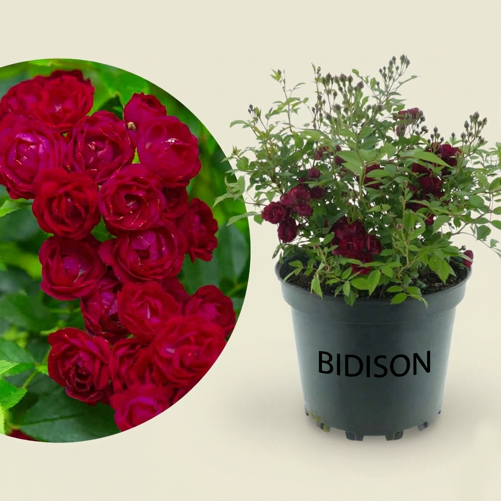 Ramblerrose 'Perennial Domino'® Magentarot