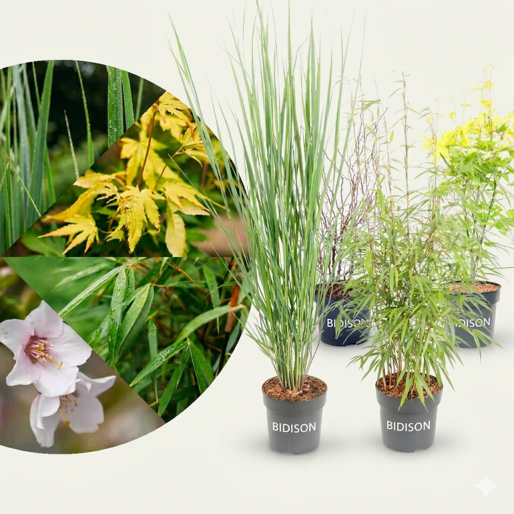 Asiagarten Frisches Grün (4er Set)