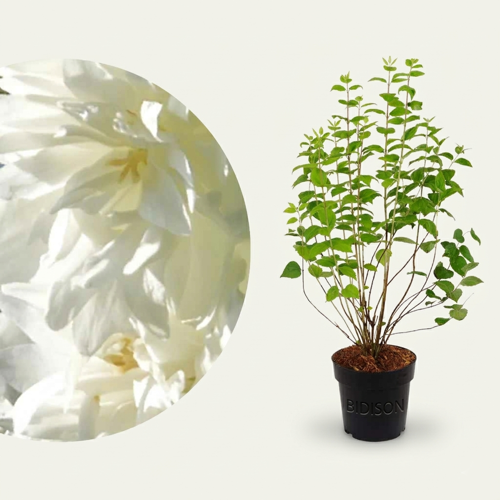 Gartenjasmin 'Minnesota Snowflake' Schneeweiß