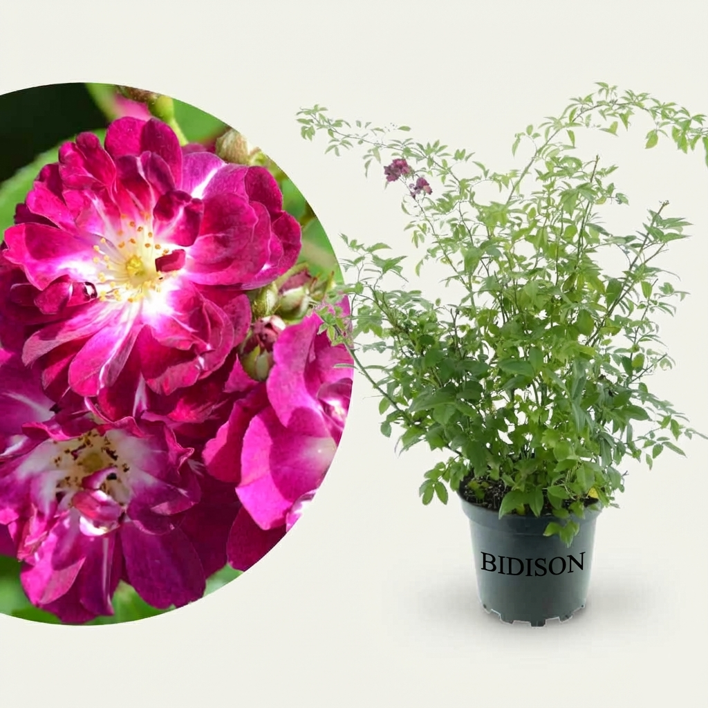 Ramblerrose 'Perennial Blue'® Lila-Rosa