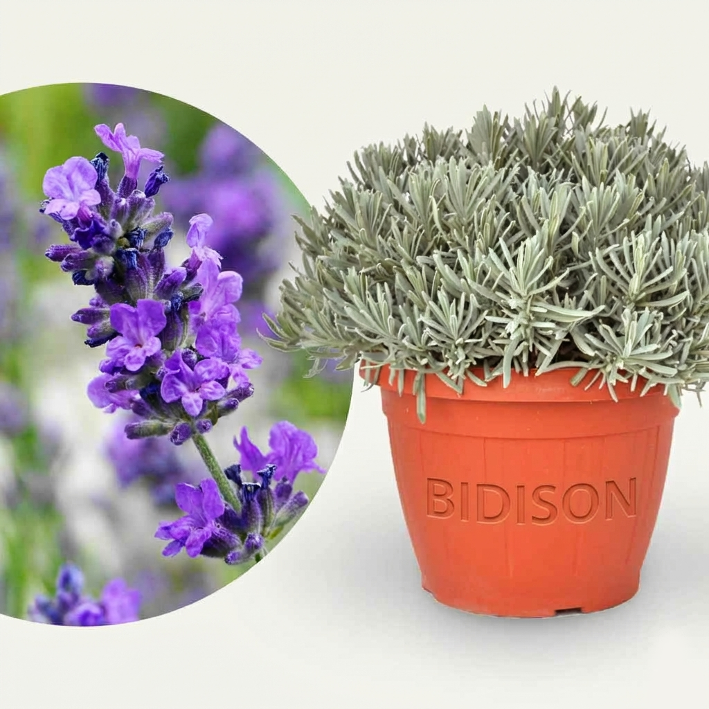 Lavendel XXL-Größe