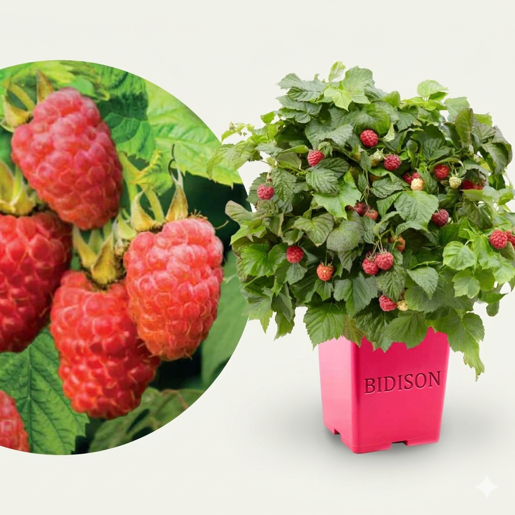 Balkonhimbeere 'Sweet Sunshine'