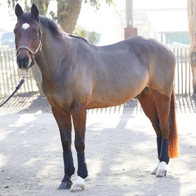 Back On Track Therapeutic Exercise Horse Boots-Front