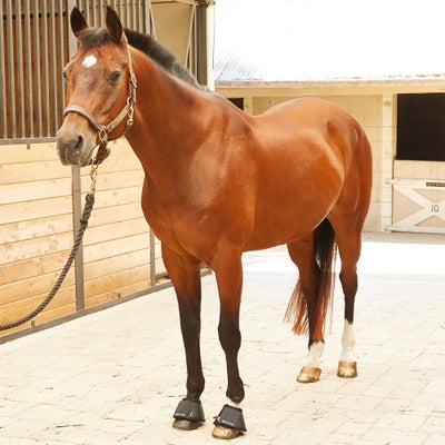 Back On Track Therapeutic Stall Use Bell Boots