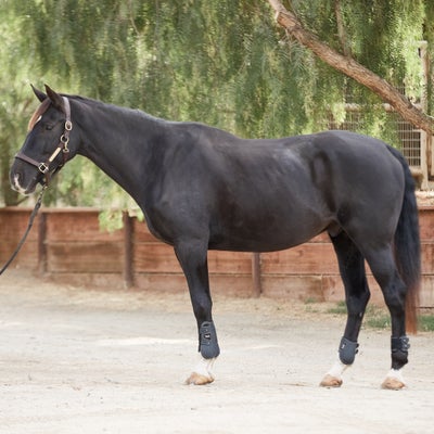 Quik-Close Jumping Open Front Horse Boots