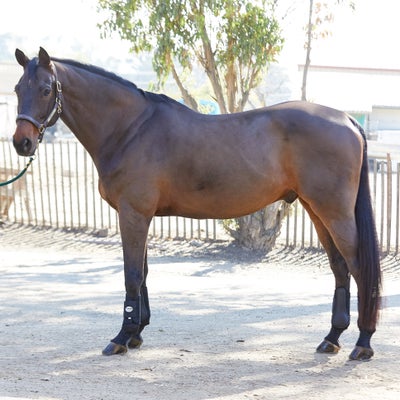 Softy Brushing Splint Horse Boots - Front