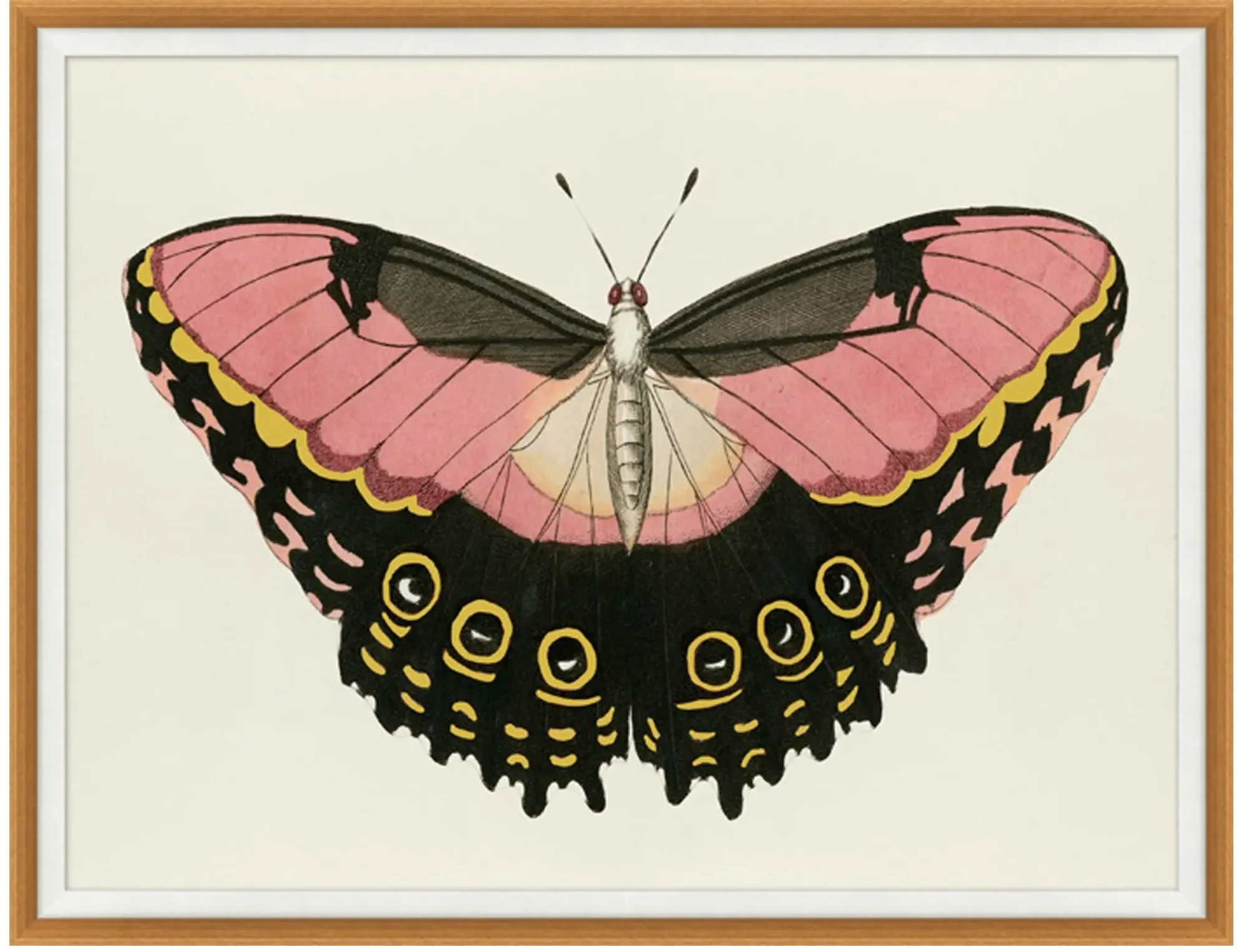 Pink and Gold Butterfly 1 43.25