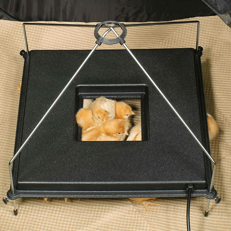 2025 Placa Calefactora Premium para Pollitos – Caja de Cría para Pollitos