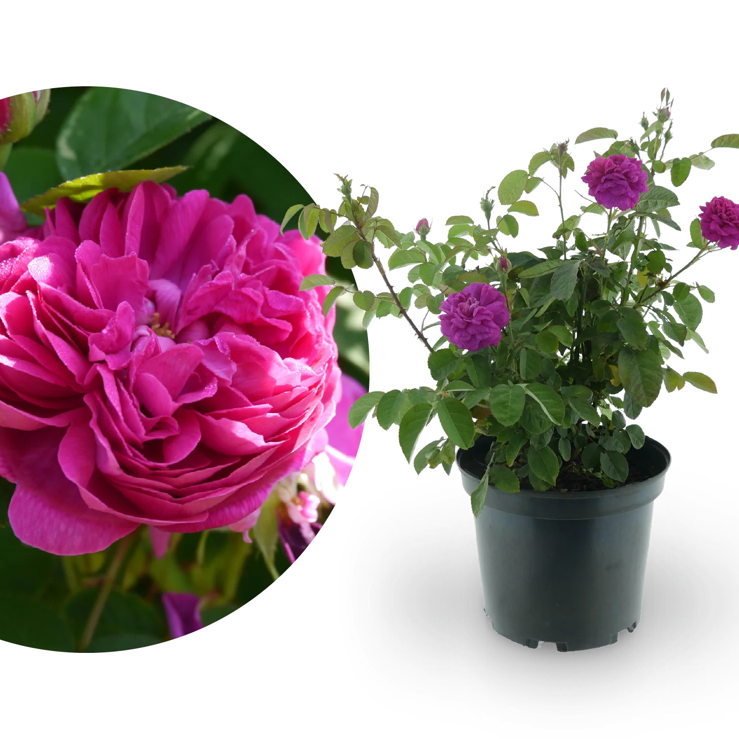 Strauchrose 'Rose de Resht' Purpur