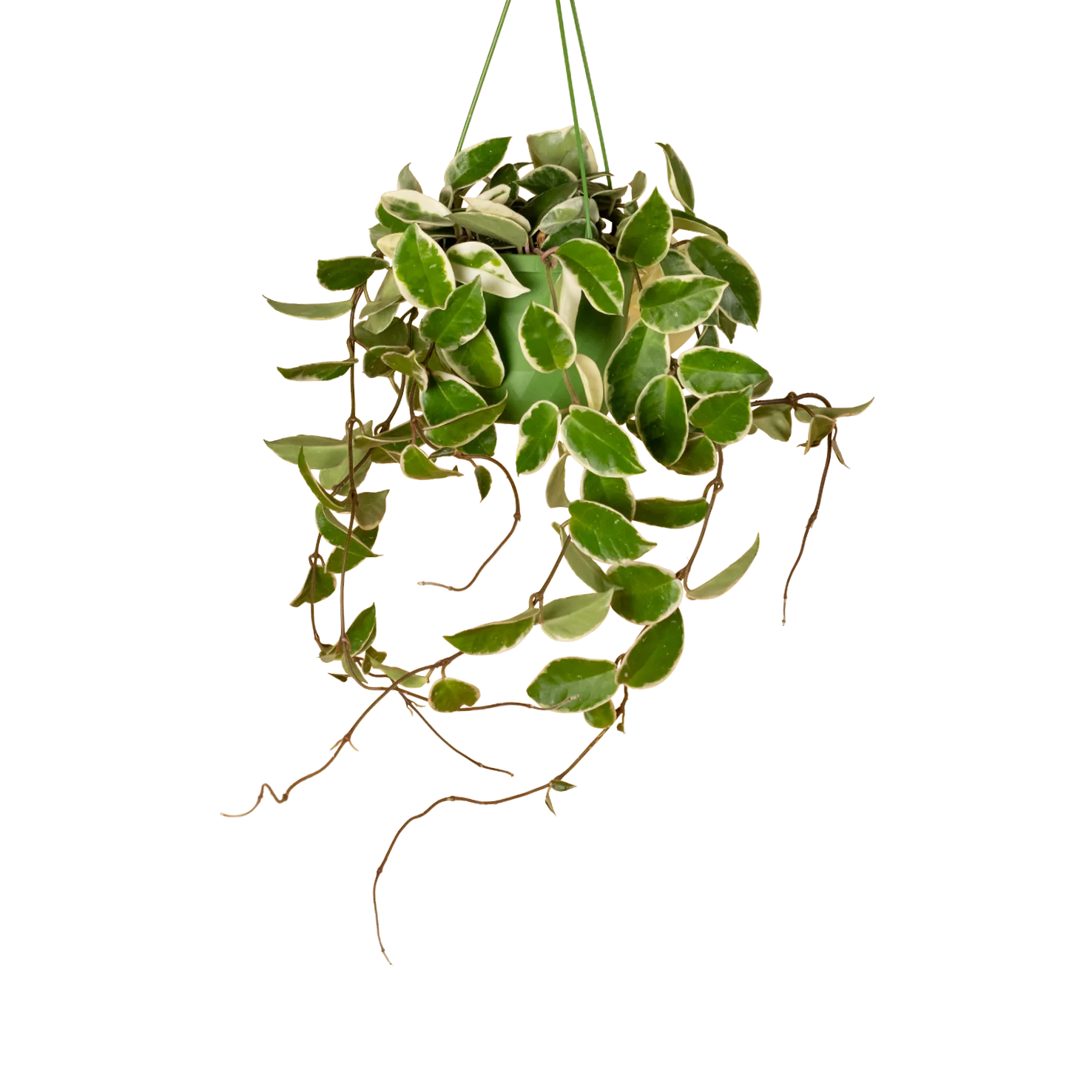 Pflegeleichte Zimmerpflanzen (4er Set)