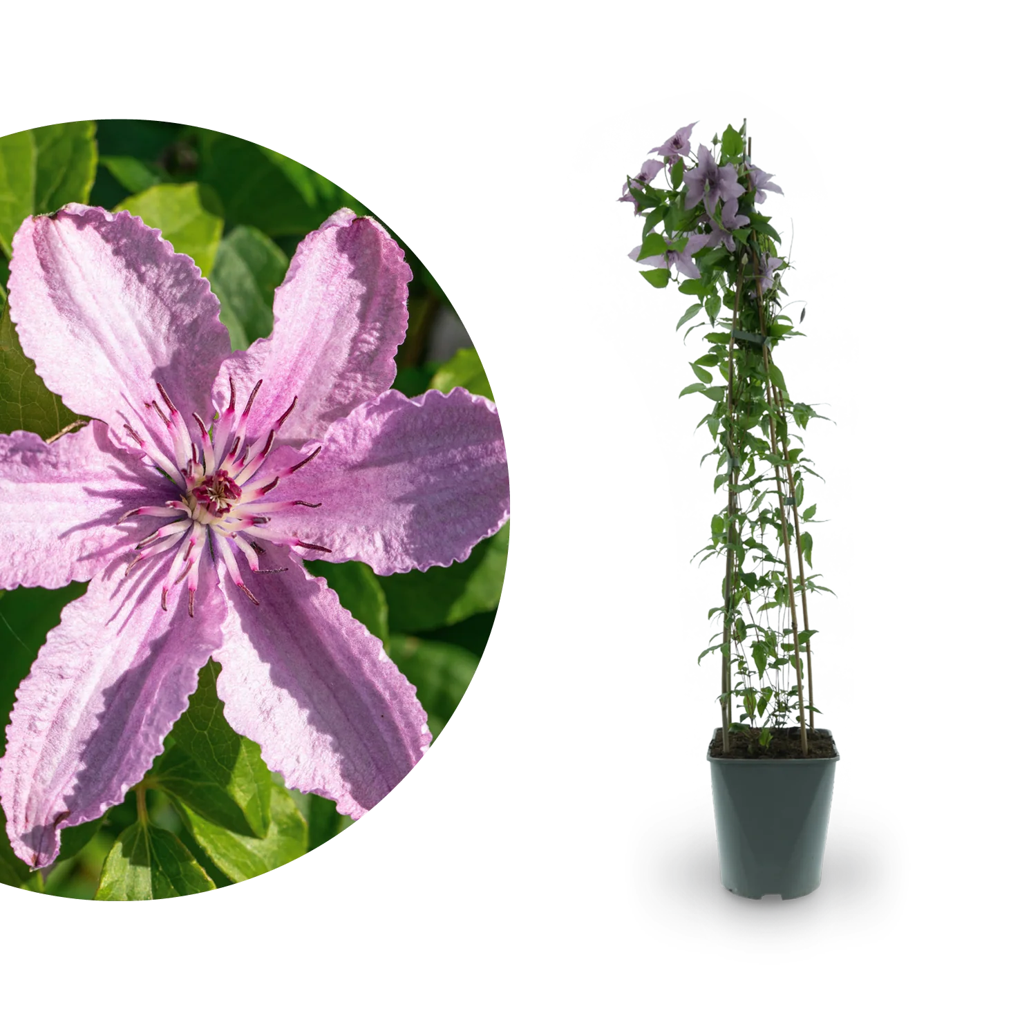 Clematis 'Hagley Hybrid' Rosa