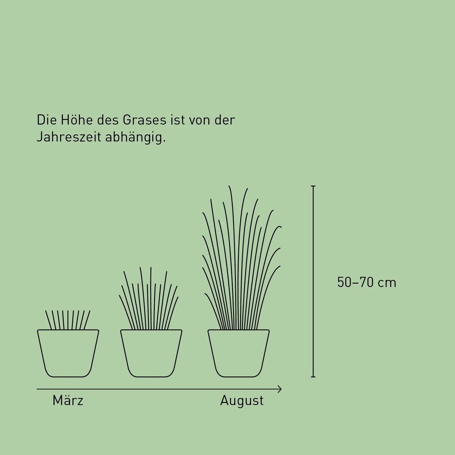 Blauer Strandroggen 'Blue Dune'
