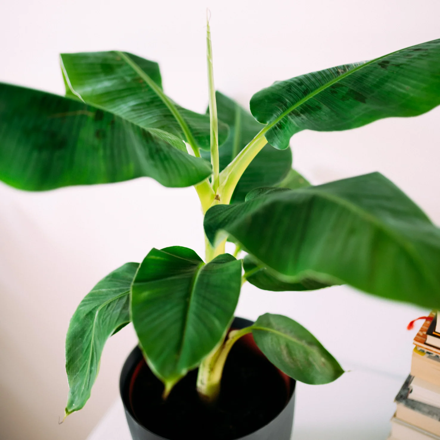 Zwerg-Essbanane 'Dwarf Cavendish'