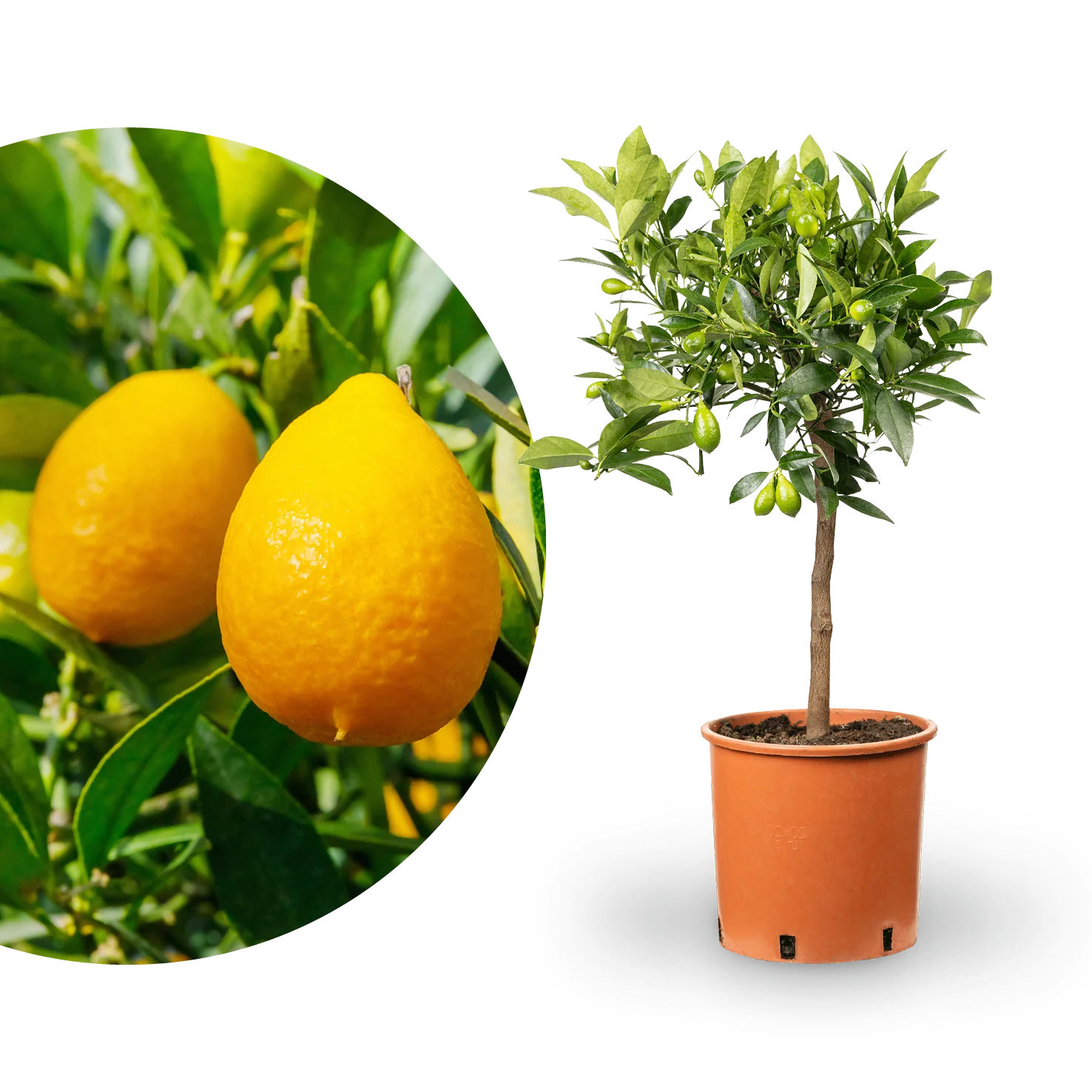 Limequat LIME TIME®