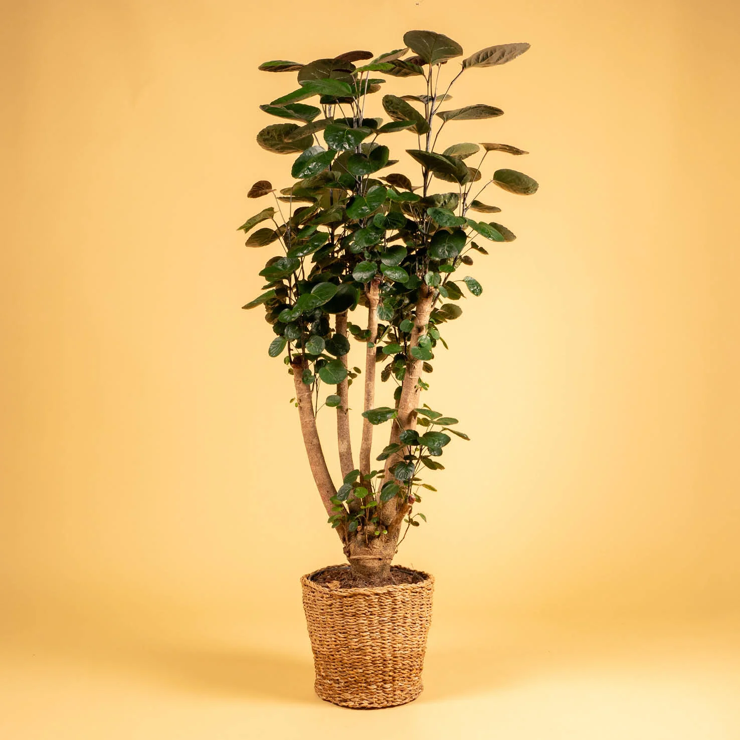 Fiederaralie 'Fabian' XXL-Größe