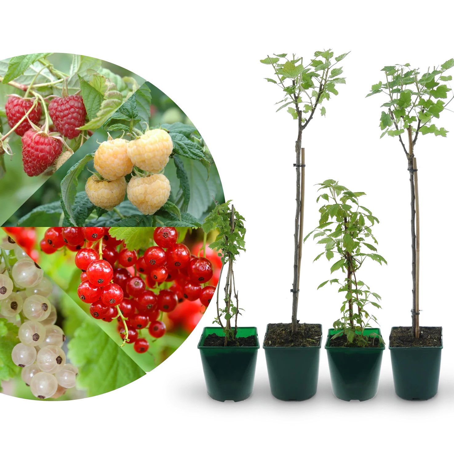 Bio-Beerensträucher Naschbalkon (4er Set)