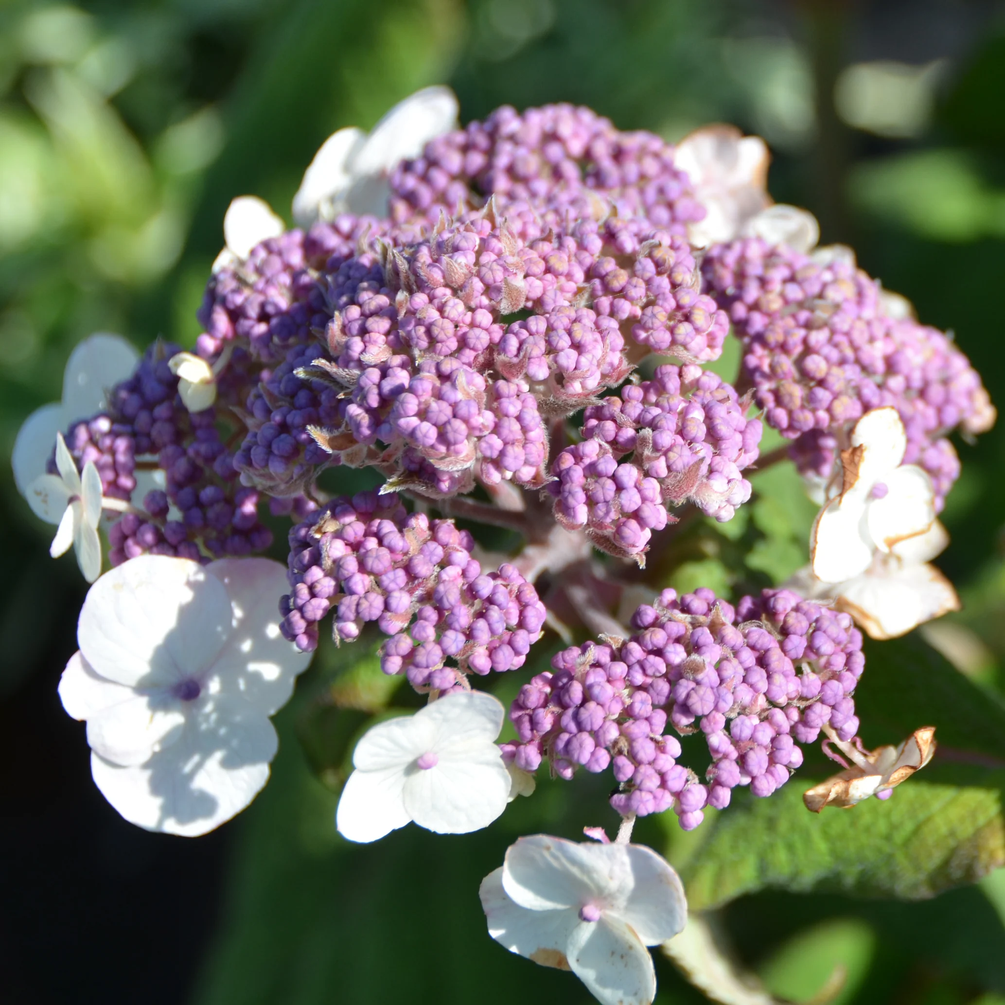 Samt-Hortensie 'Macrophylla' Violett-Weiß
