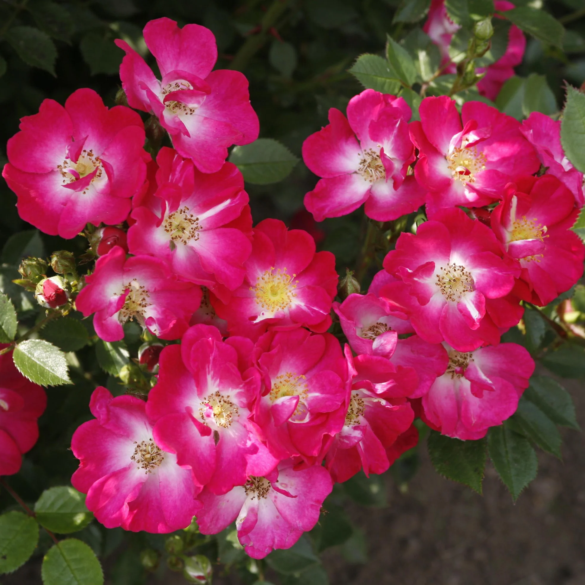 Zwergrose 'Lupo'® Pink