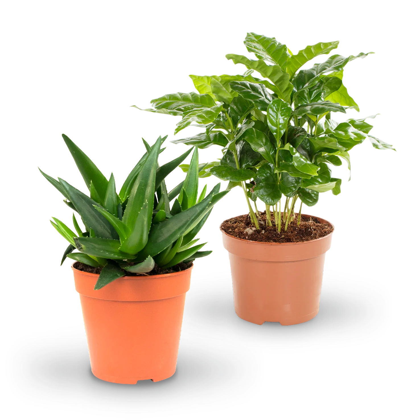 Pflegeleichte Zimmerpflanzen (2er Set)