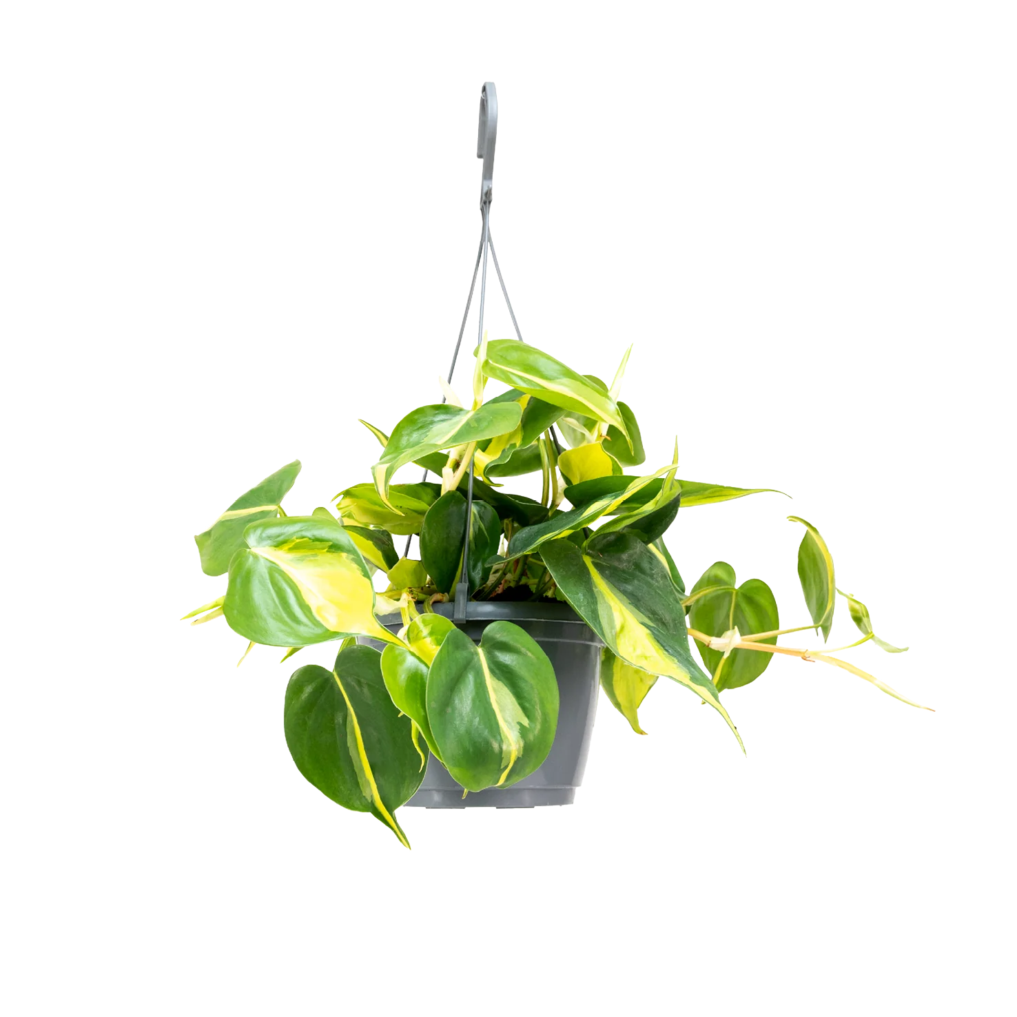 Philodendron scandens 'Brasil'