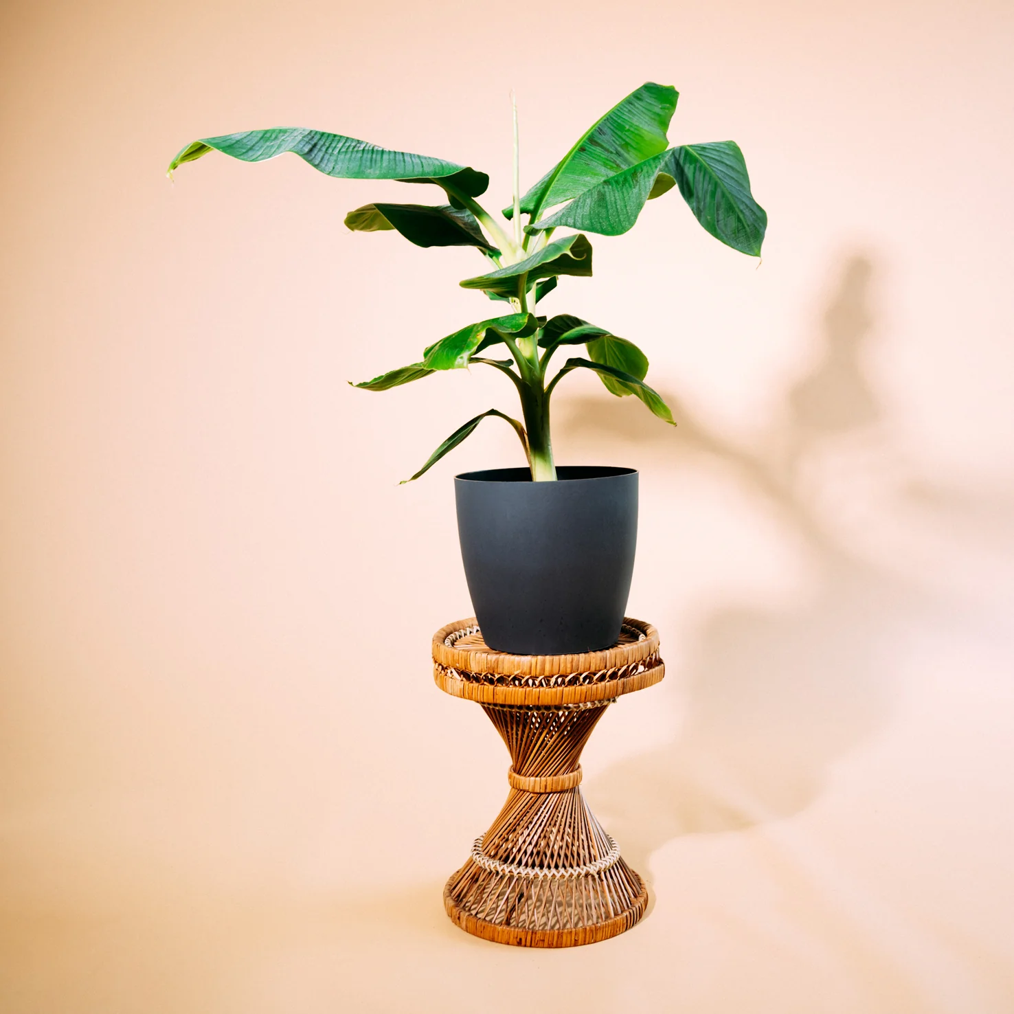 Zwerg-Essbanane 'Dwarf Cavendish'