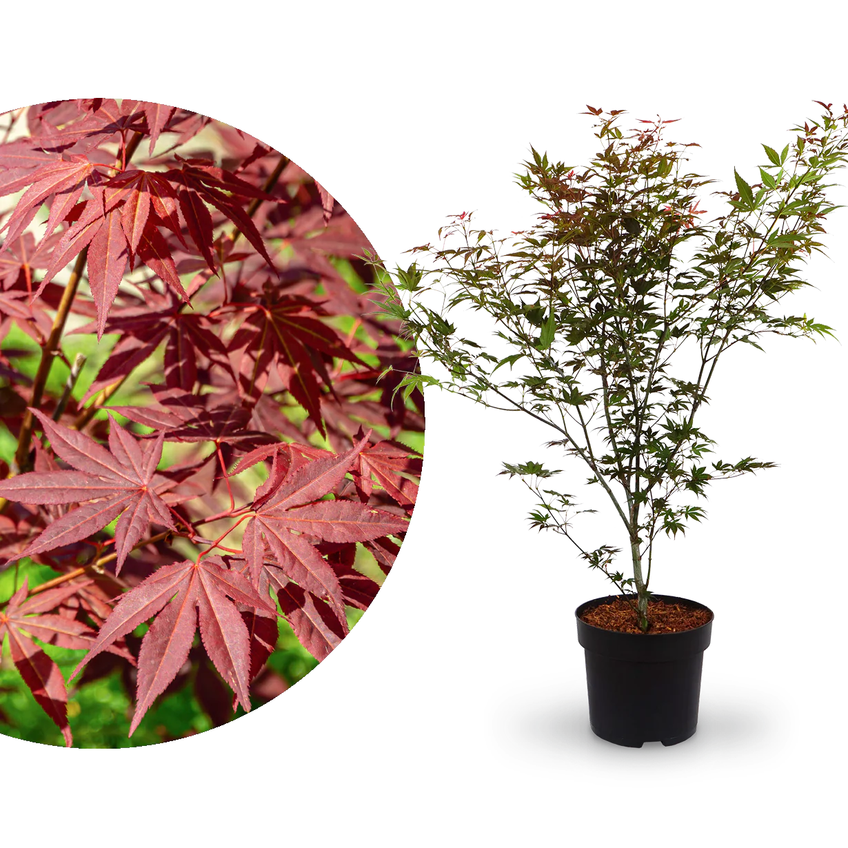 Roter Fächer-Ahorn 'Atropurpureum'