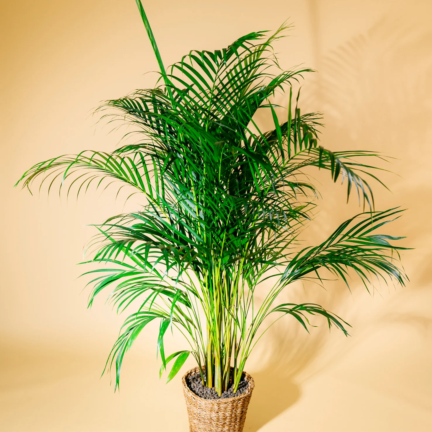 Goldfruchtpalme XXL-Größe