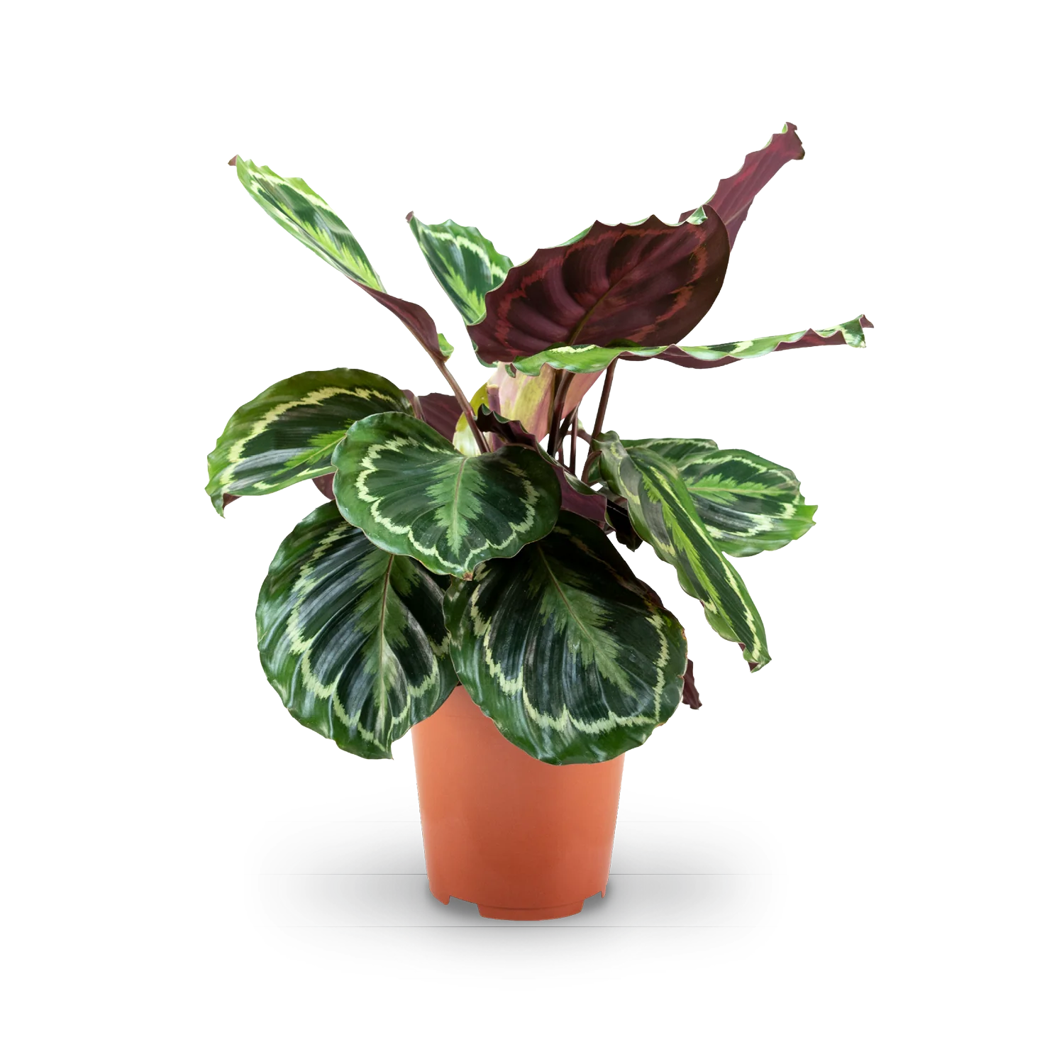 Calathea 'Medaillon'