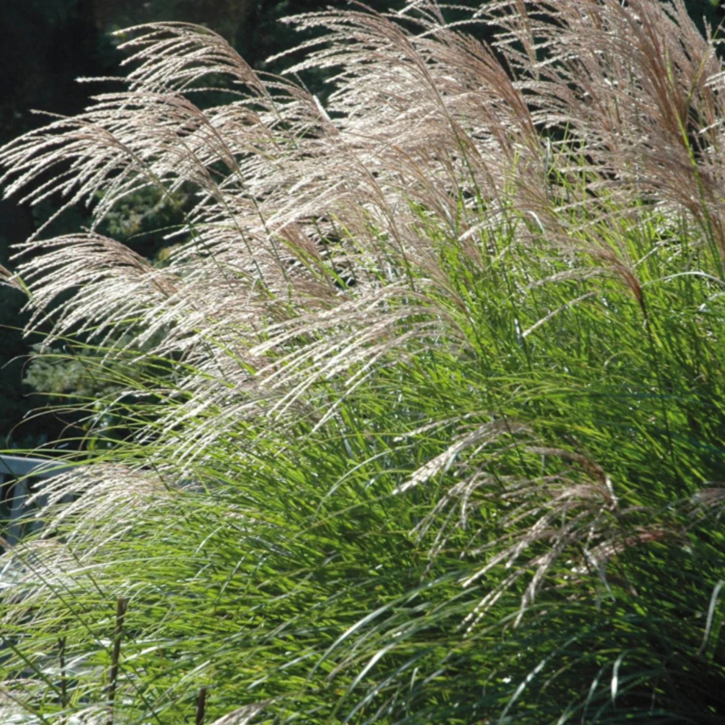 Zwerg-Chinaschilf 'Adagio'